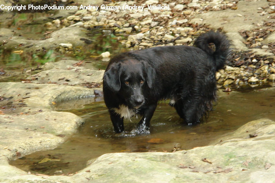 Animal, Bear, Black Bear, Mammal, Creek, Outdoors, River