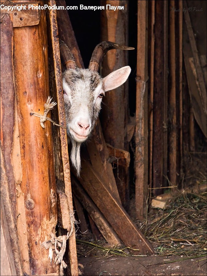 Animal, Goat, Mammal, Mountain Goat, Angus, Bull