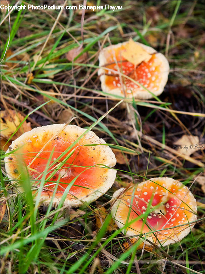 Agaric, Amanita, Fungus, Mushroom, Plant, Fruit, Blossom