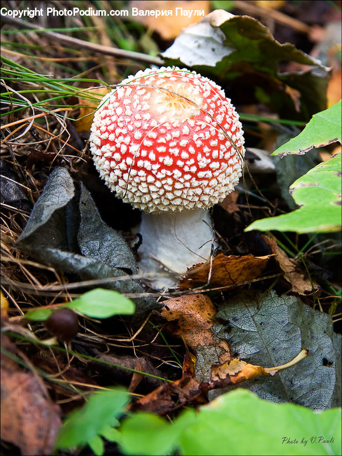 Agaric, Amanita, Fungus, Mushroom, Plant, Potted Plant, Bird