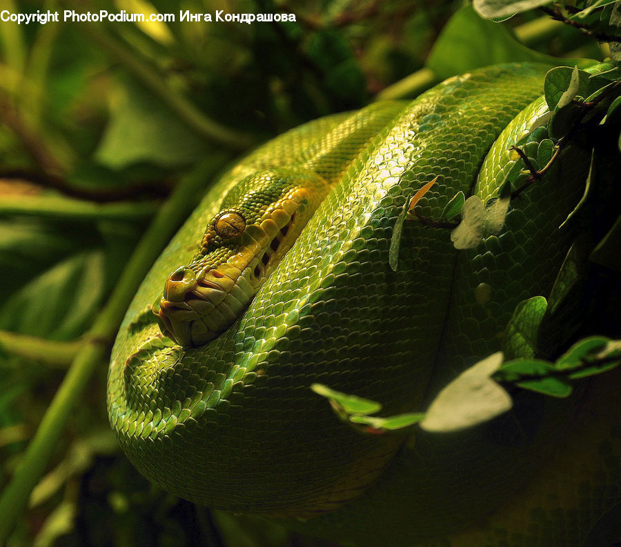 Green Snake, Reptile, Snake, Acanthaceae, Annonaceae, Blossom, Flora