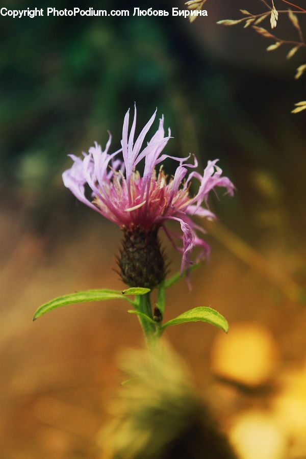 Flora, Flower, Plant, Thistle, Weed, Blossom, Daisies