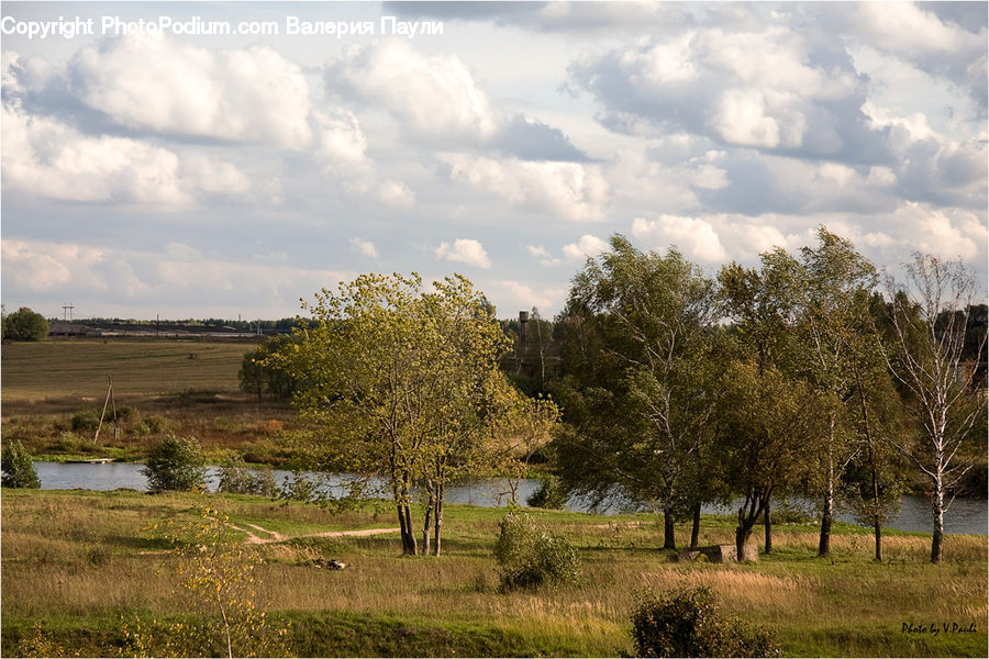 Birch, Tree, Wood, Field, Grass, Grassland, Land
