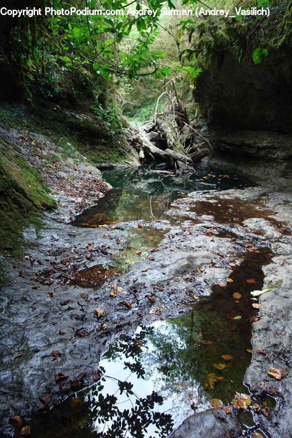 Creek, Outdoors, River, Water, Forest, Jungle, Rainforest