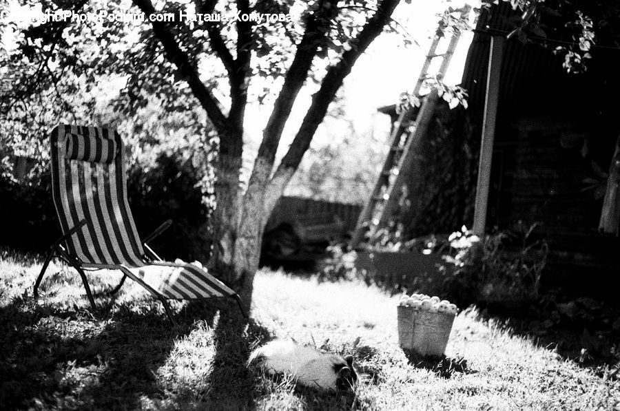 Bench, Badger, Person, Park, Ruins, Plant, Tree