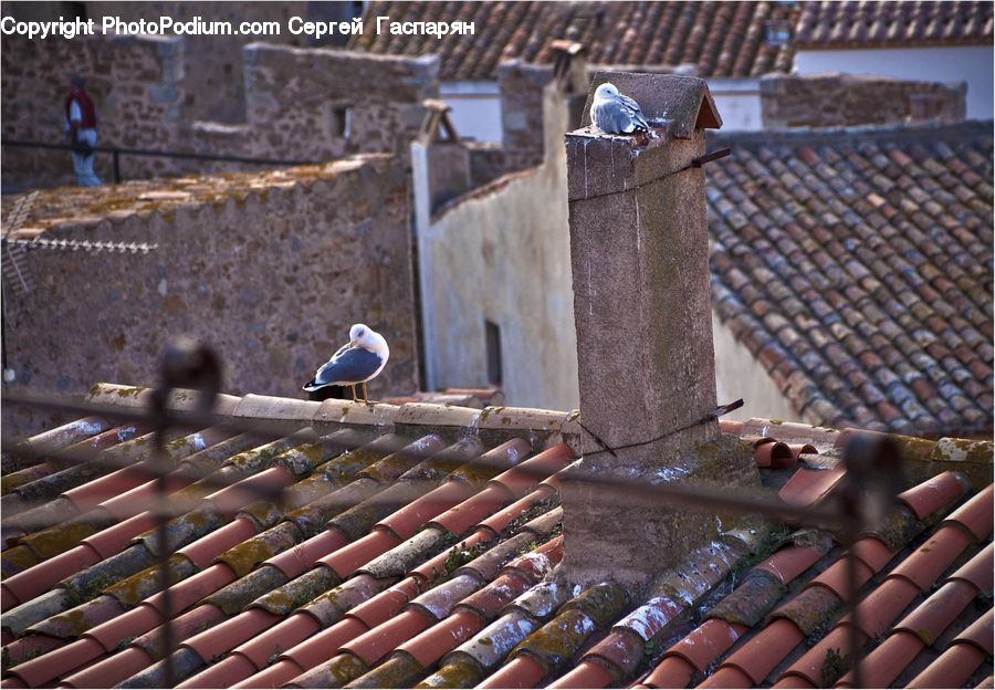 Roof, Tile Roof, Bird, Pigeon, Dove, Finch, Blue Jay
