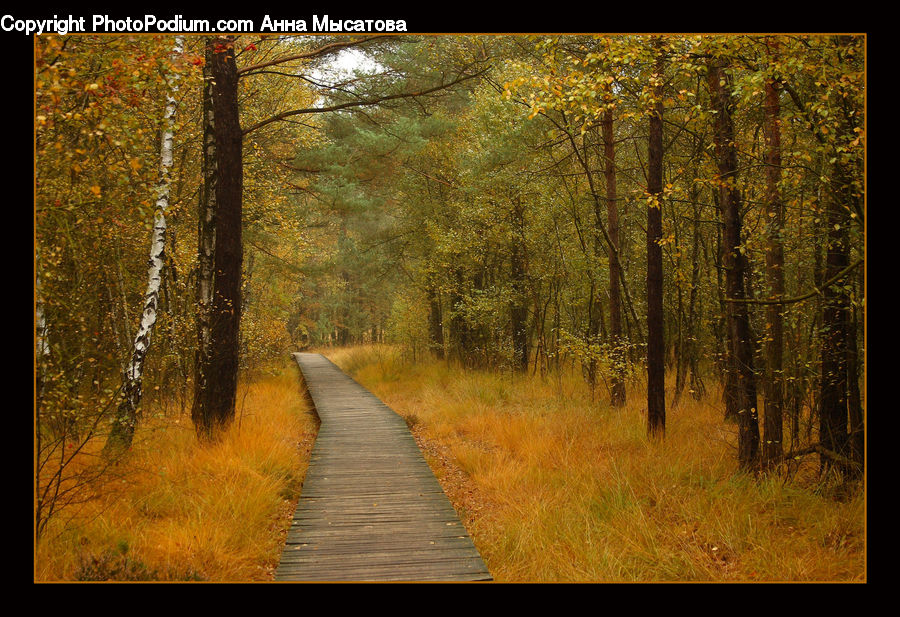 Dirt Road, Gravel, Road, Boardwalk, Deck, Path, Sidewalk