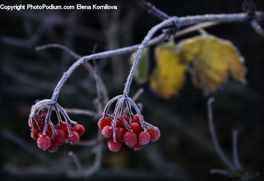 Frost, Ice, Outdoors, Snow, Fruit, Raspberry, Conifer