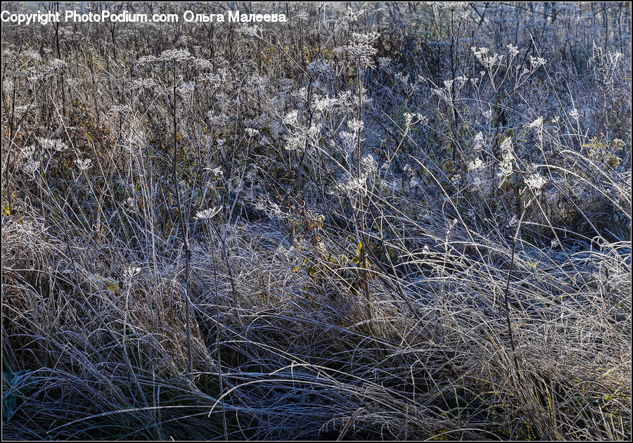 Field, Grass, Grassland, Plant, Frost, Ice, Outdoors