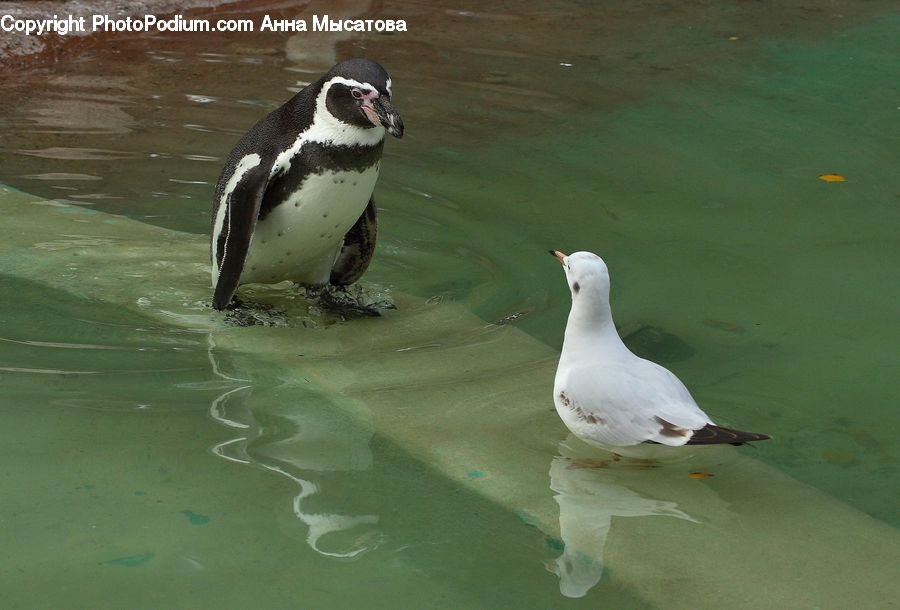 Bird, Seagull, Penguin, Animal, Zoo, Duck, Teal