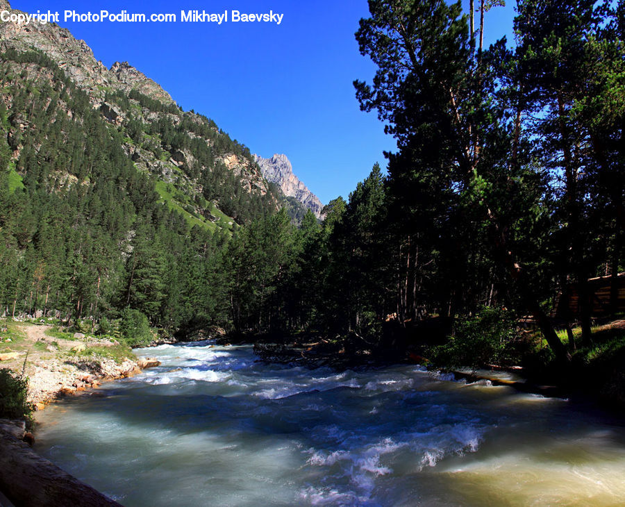 Creek, Outdoors, River, Water, Plant, Tree, Nature