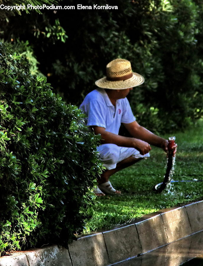 People, Person, Human, Garden, Gardener, Gardening, Conifer