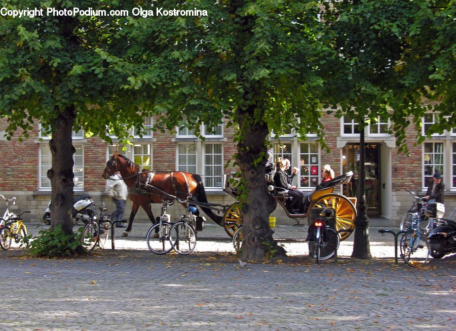 Carriage, Horse Cart, Vehicle, Animal, Horse, Mammal, Bicycle