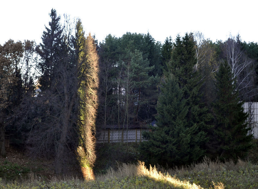 Conifer, Fir, Plant, Tree, Spruce, Wood, Vegetation