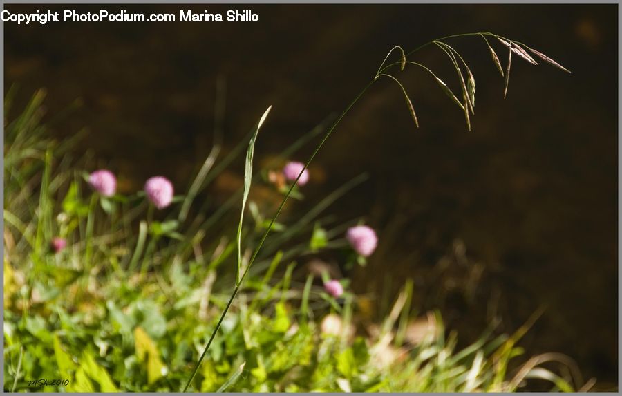 Field, Grass, Grassland, Plant, Blossom, Flora, Flower