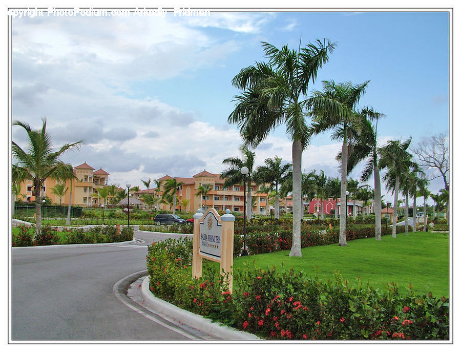 Building, Housing, Villa, Palm Tree, Plant, Tree, Boardwalk