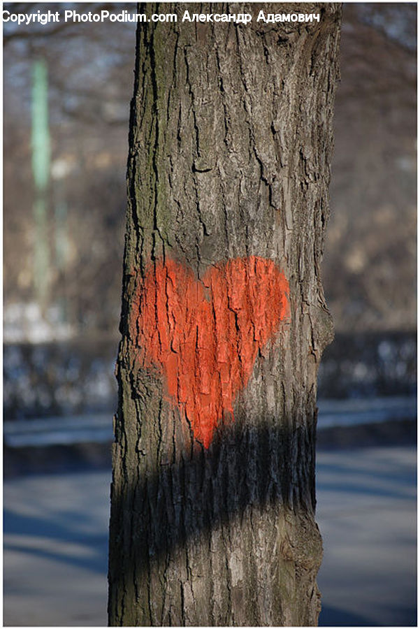 Birch, Tree, Wood, Tree Trunk