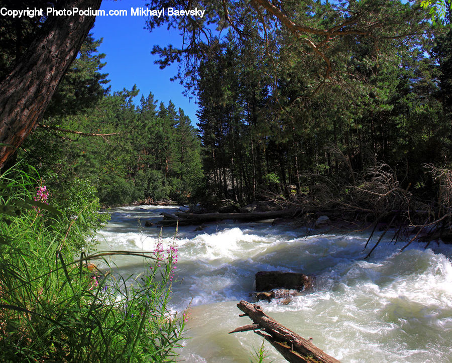 Creek, Outdoors, River, Water, Pond, Forest, Vegetation