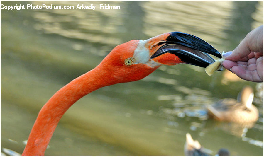 Bird, Flamingo, Flock, Black Swan, Swan, Waterfowl, Beak