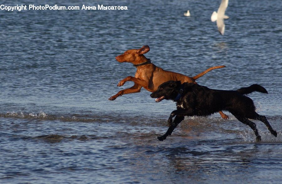 Albatross, Bird, Seagull, Animal, Beagle, Canine, Dog