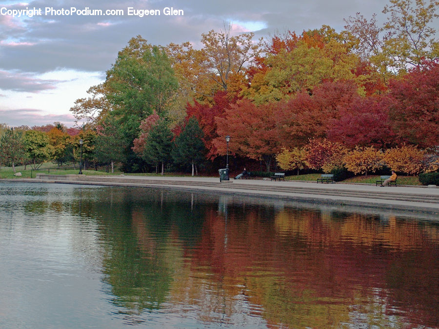 Outdoors, Pond, Water, Plant, Tree, Asphalt, Tarmac