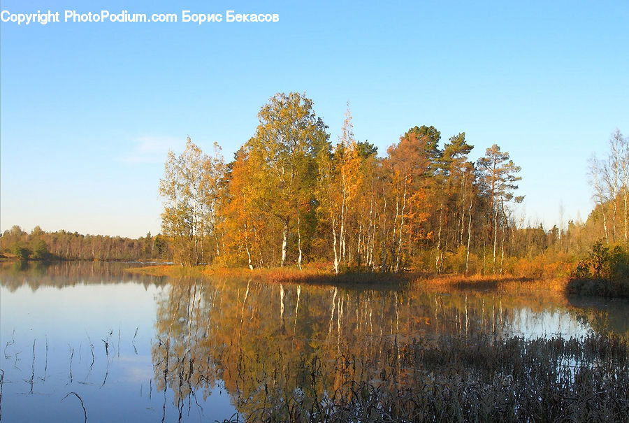 Lake, Outdoors, Water, Land, Marsh, Swamp, Field