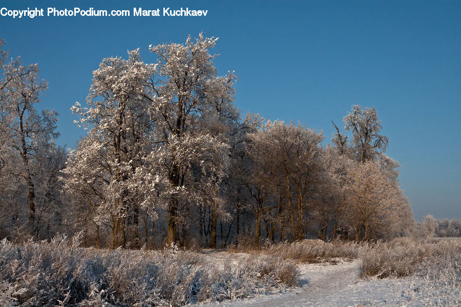 Frost, Ice, Outdoors, Snow