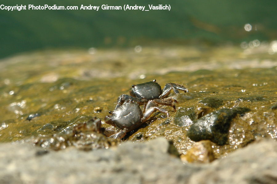 Dung Beetle, Insect, Invertebrate, Crab, Sea Life, Seafood, Arachnid