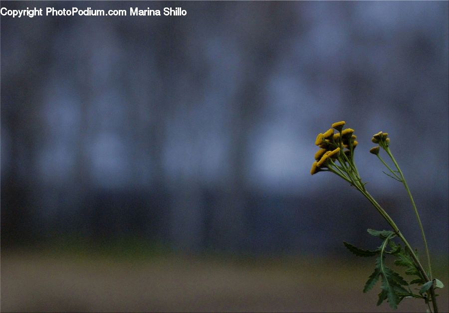 Plant, Weed, Dill, Blossom, Flora, Flower, Geranium