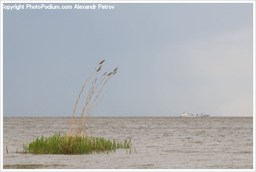 Grass, Plant, Reed, Beach, Coast, Outdoors, Sea