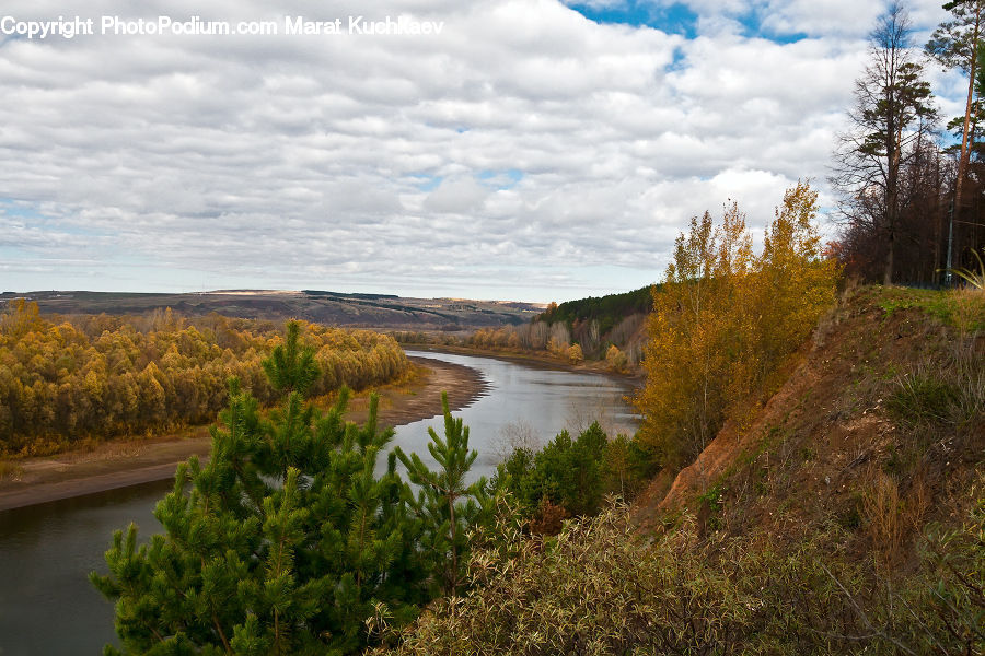 Conifer, Fir, Plant, Tree, Outdoors, River, Water