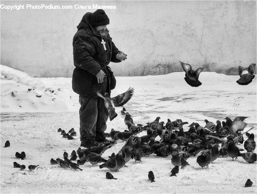 Human, People, Person, Bird, Pigeon, Outdoors, Sand