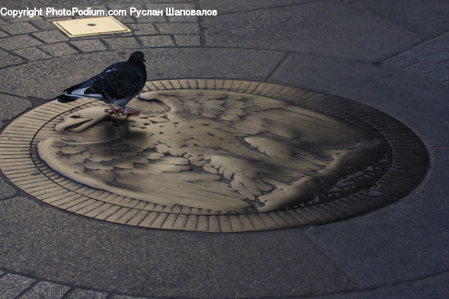 Bird, Pigeon, Pavement, Dove
