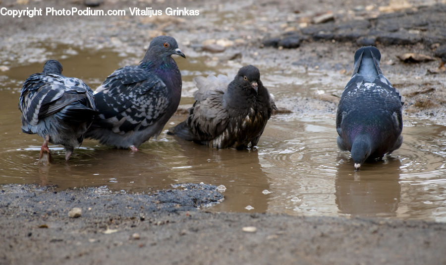 Bird, Pigeon, Waterfowl, Dove