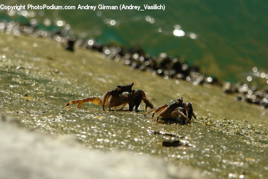 Arachnid, Garden Spider, Insect, Invertebrate, Spider, Crab, Sea Life