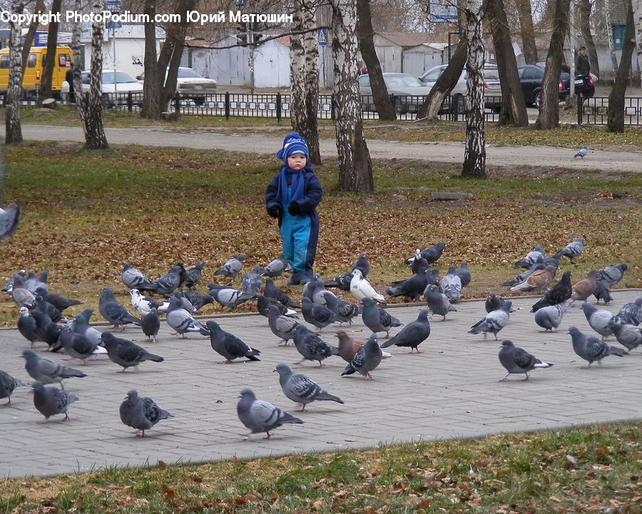 Bird, Pigeon, Automobile, Car, Vehicle, Bench, Goose