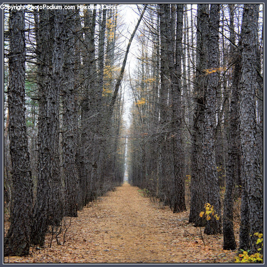 Forest, Vegetation, Birch, Tree, Wood, Dirt Road, Gravel