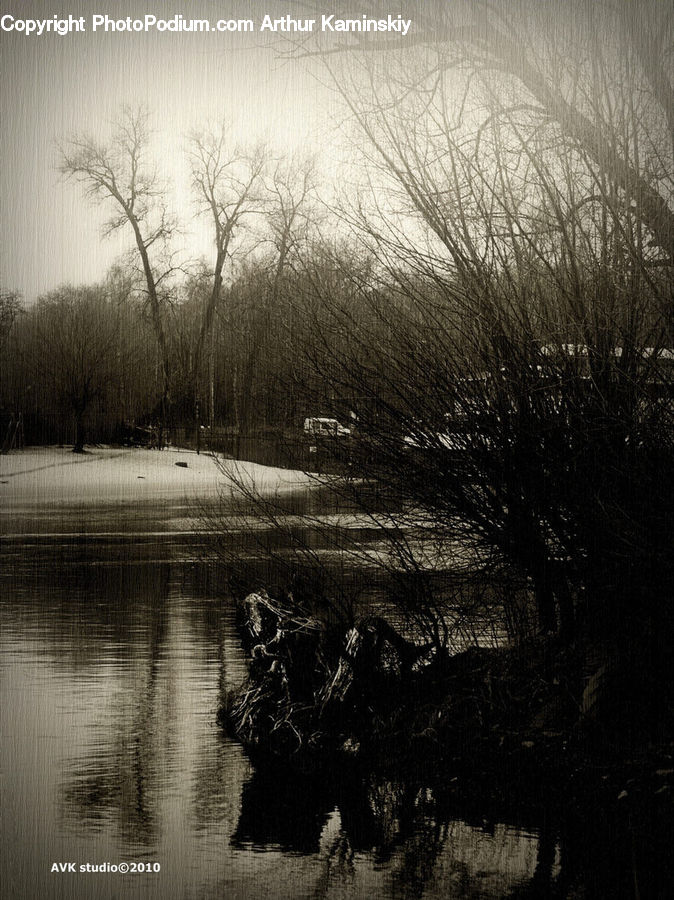 Silhouette, Forest, Vegetation, Grass, Plant, Reed, Canal