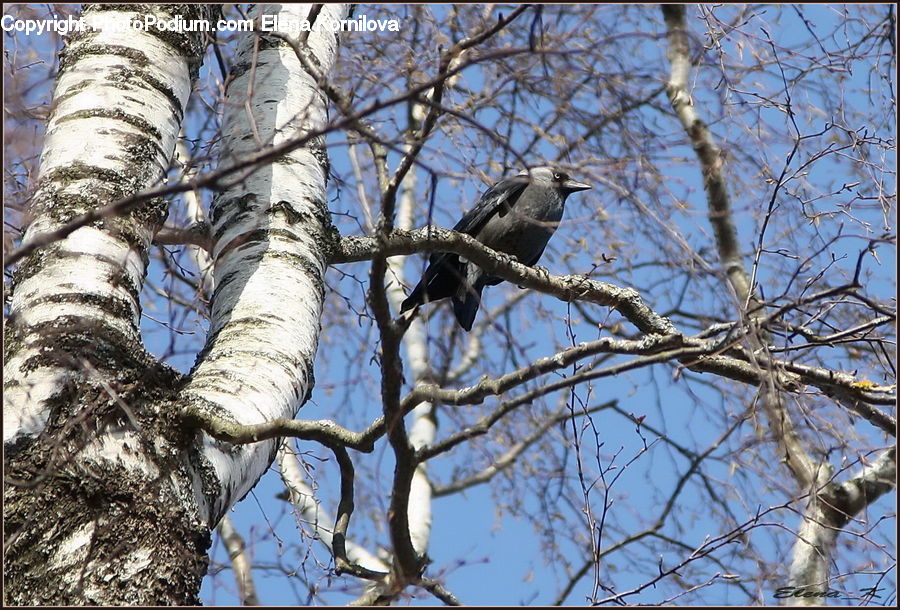Birch, Tree, Wood, Bird, Blackbird, Crow, Jay
