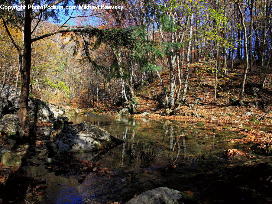 Birch, Tree, Wood, Forest, Vegetation, Creek, Outdoors