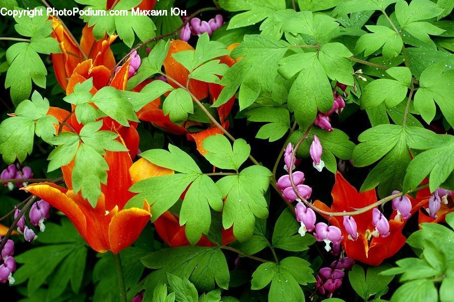 Blossom, Flora, Flower, Plant, Geranium, Bush, Vegetation