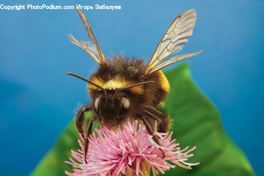 Bee, Insect, Invertebrate, Apidae, Bumblebee, Andrena, Honey Bee