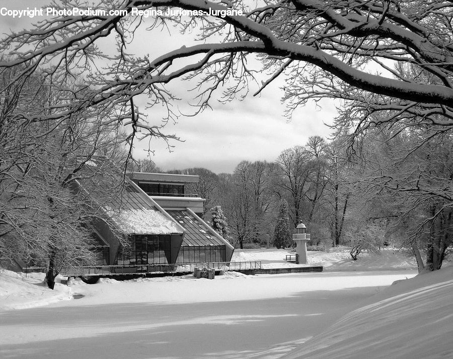 Ice, Outdoors, Snow, Plant, Tree, Road, Countryside