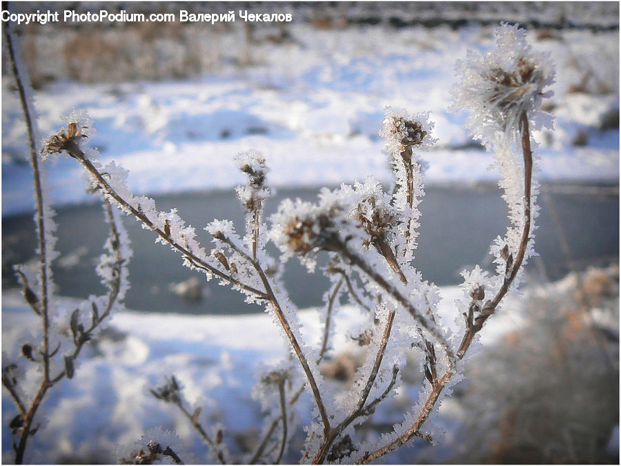 Frost, Ice, Outdoors, Snow, Plant, Vegetation