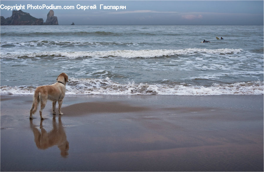 собака пляж песок море спасательный круг загрузить