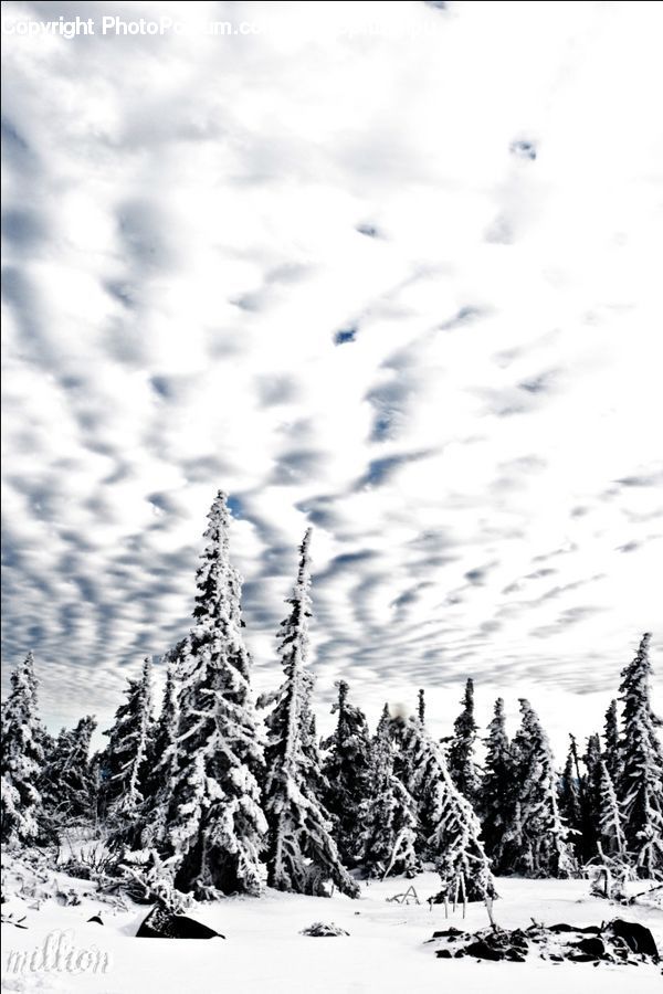 Ice, Outdoors, Snow, Dogsled, Sled, Conifer, Fir
