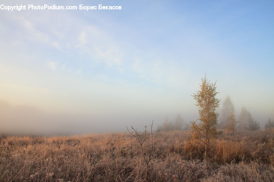 Field, Grass, Grassland, Plant, Land, Outdoors, Fog