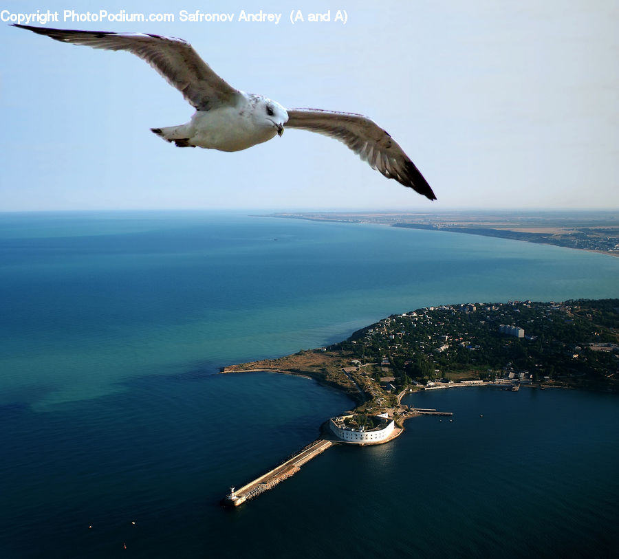 Bird, Seagull, Booby, Albatross, Aerial View, Coast, Outdoors