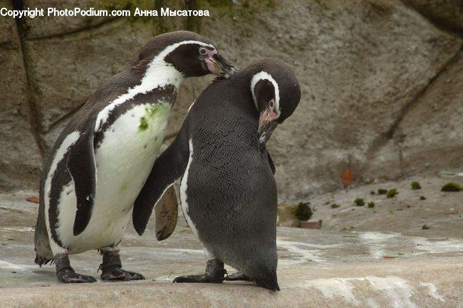 Bird, Penguin, King Penguin