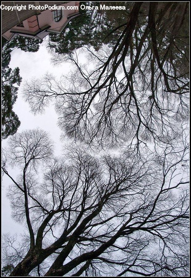 Plant, Tree, Ice, Outdoors, Snow, Oak, Wood